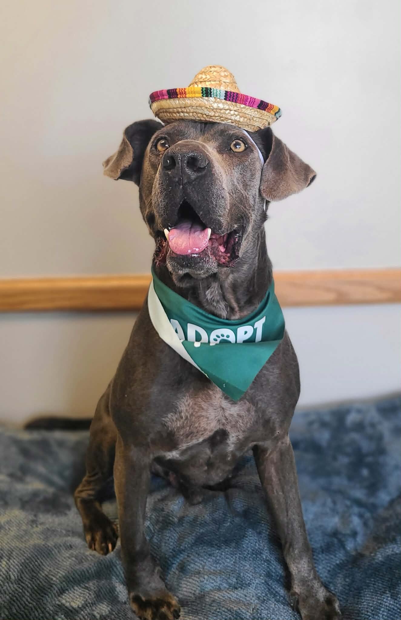 Picture of the Animal Listed